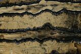 Polished Mammoth Molar Section - South Carolina #164897-1